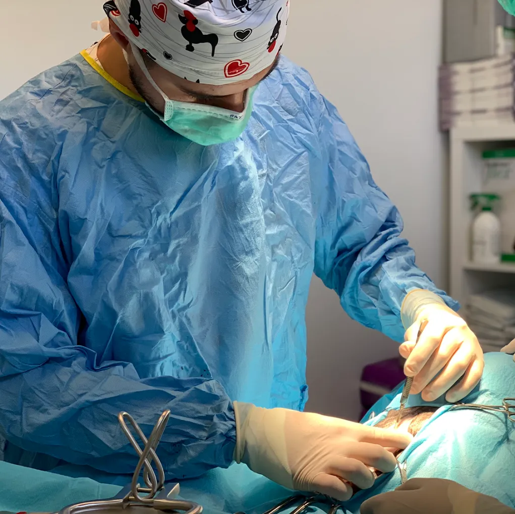 Cirugía veterinaria en ProVet